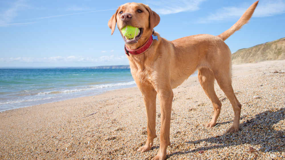 Labrador with ball in mouth