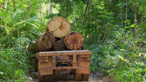 Deforesting with truck