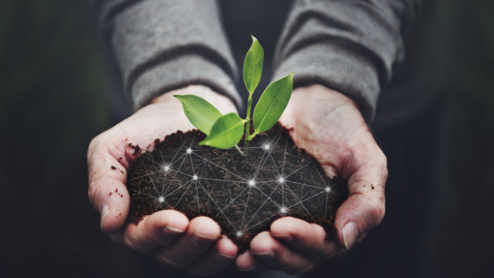 Hands holding soil and green plant with iot-nodes