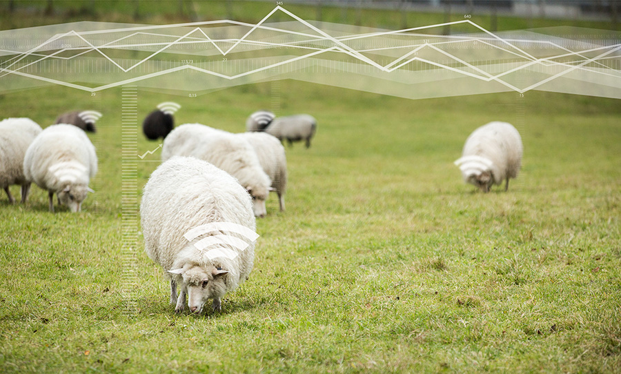 Animal Tracking: Cellular IoT In The Field